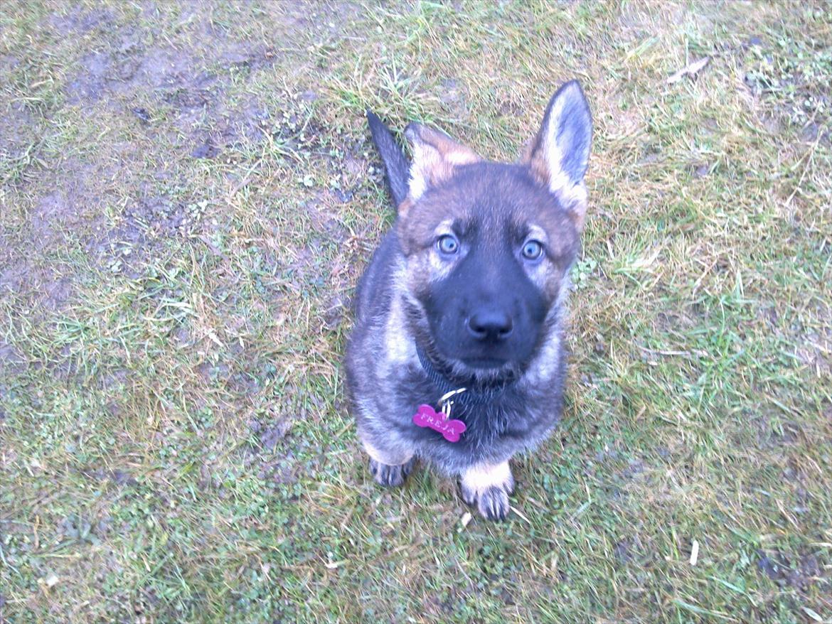 Schæferhund Freia billede 3