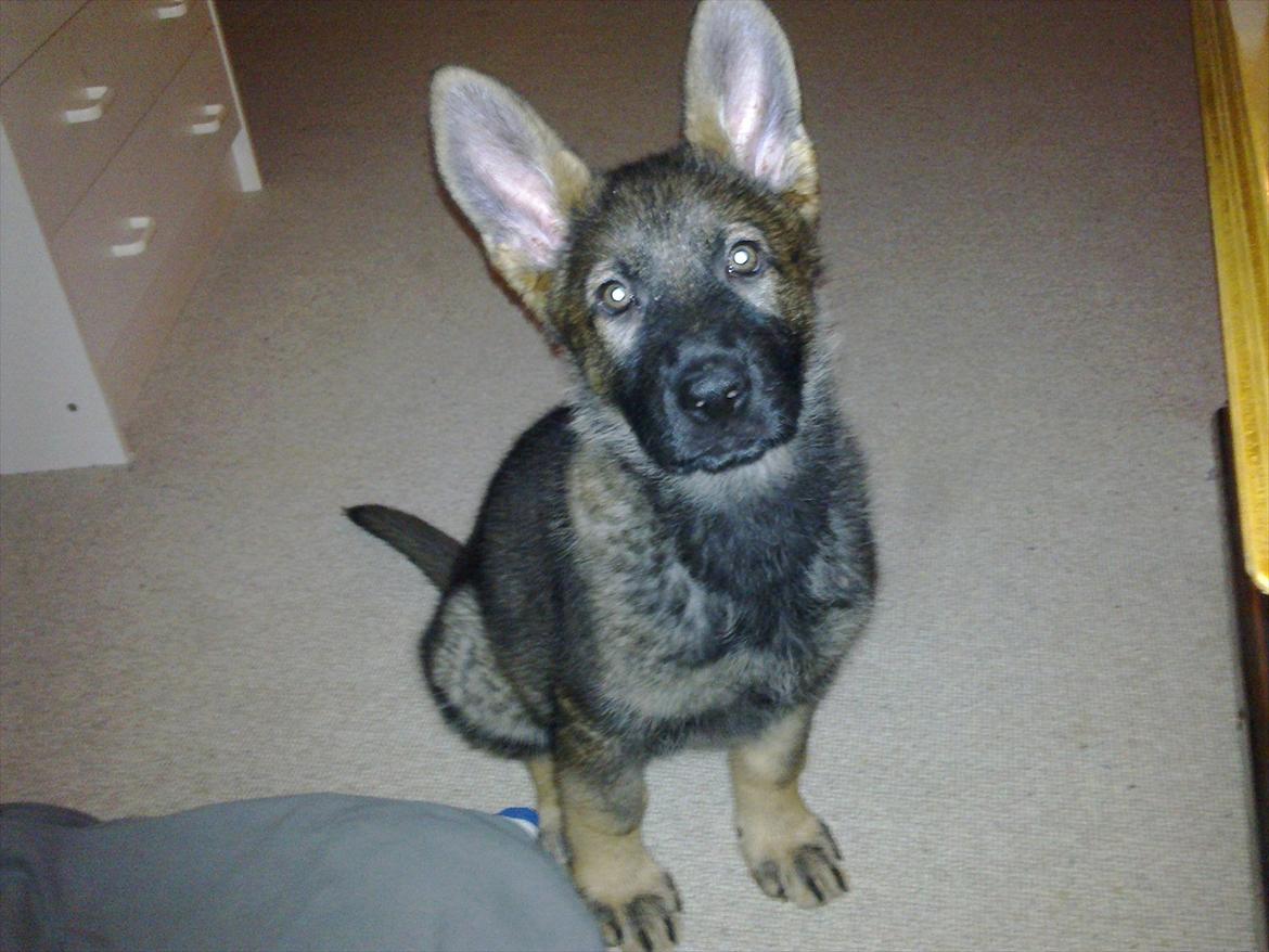 Schæferhund Freia billede 6