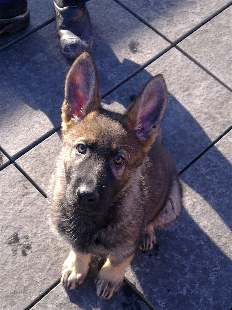 Schæferhund Freia billede 4