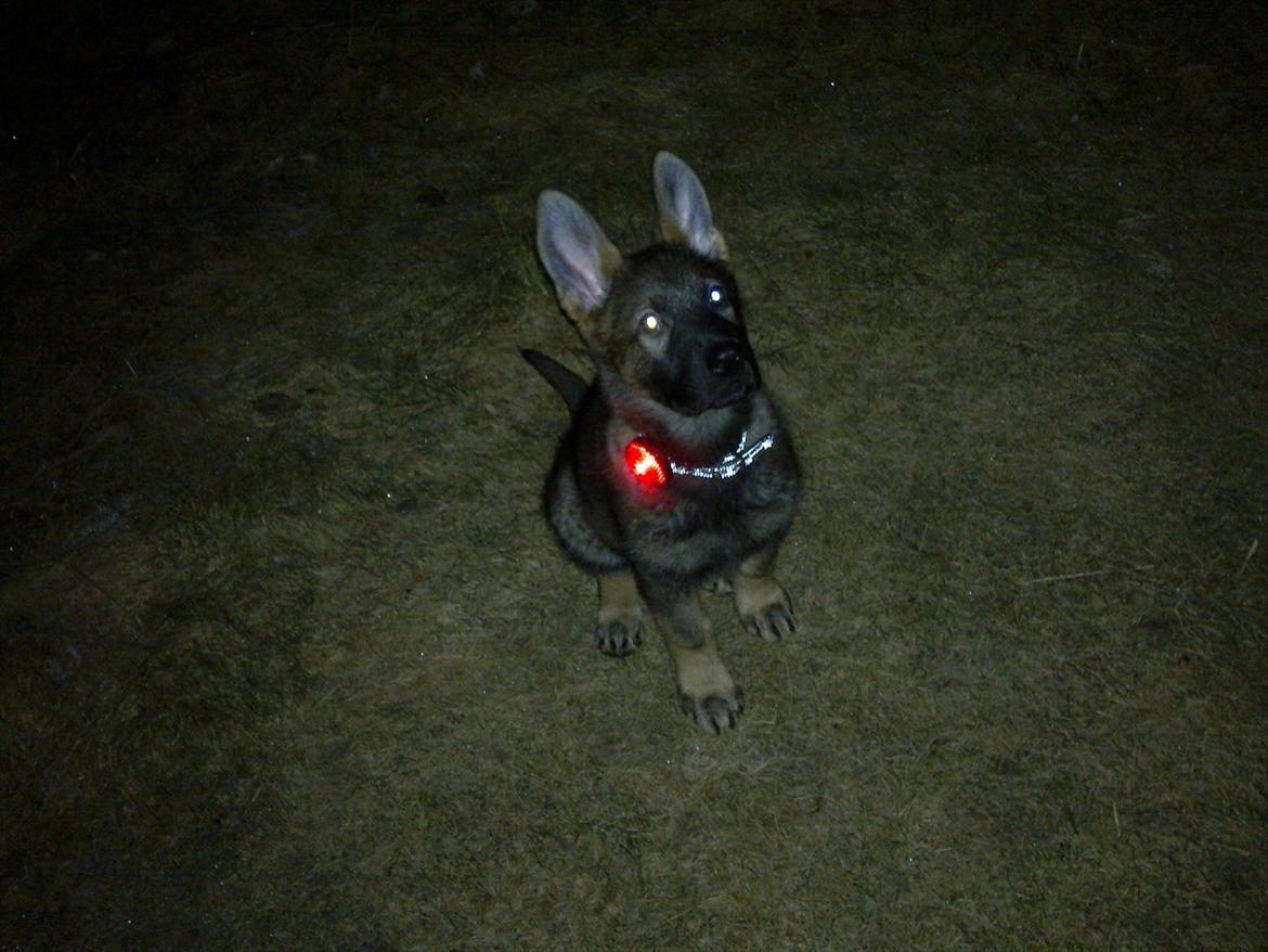 Schæferhund Freia billede 5