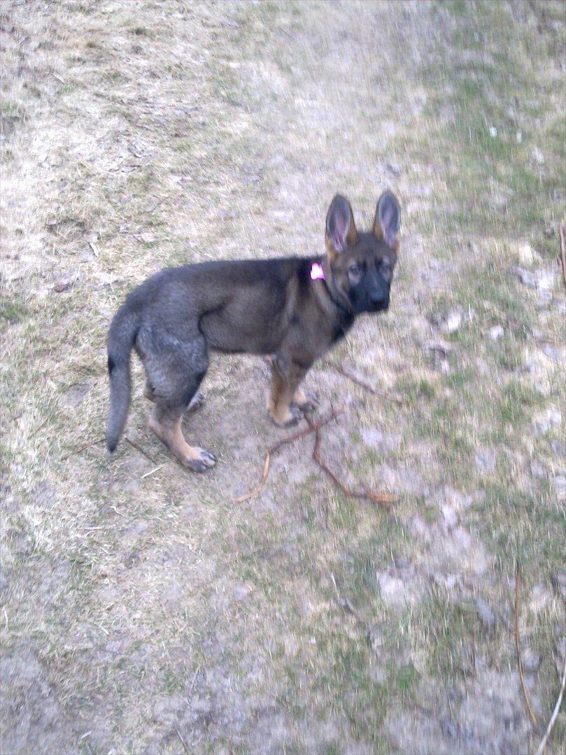 Schæferhund Freia billede 14