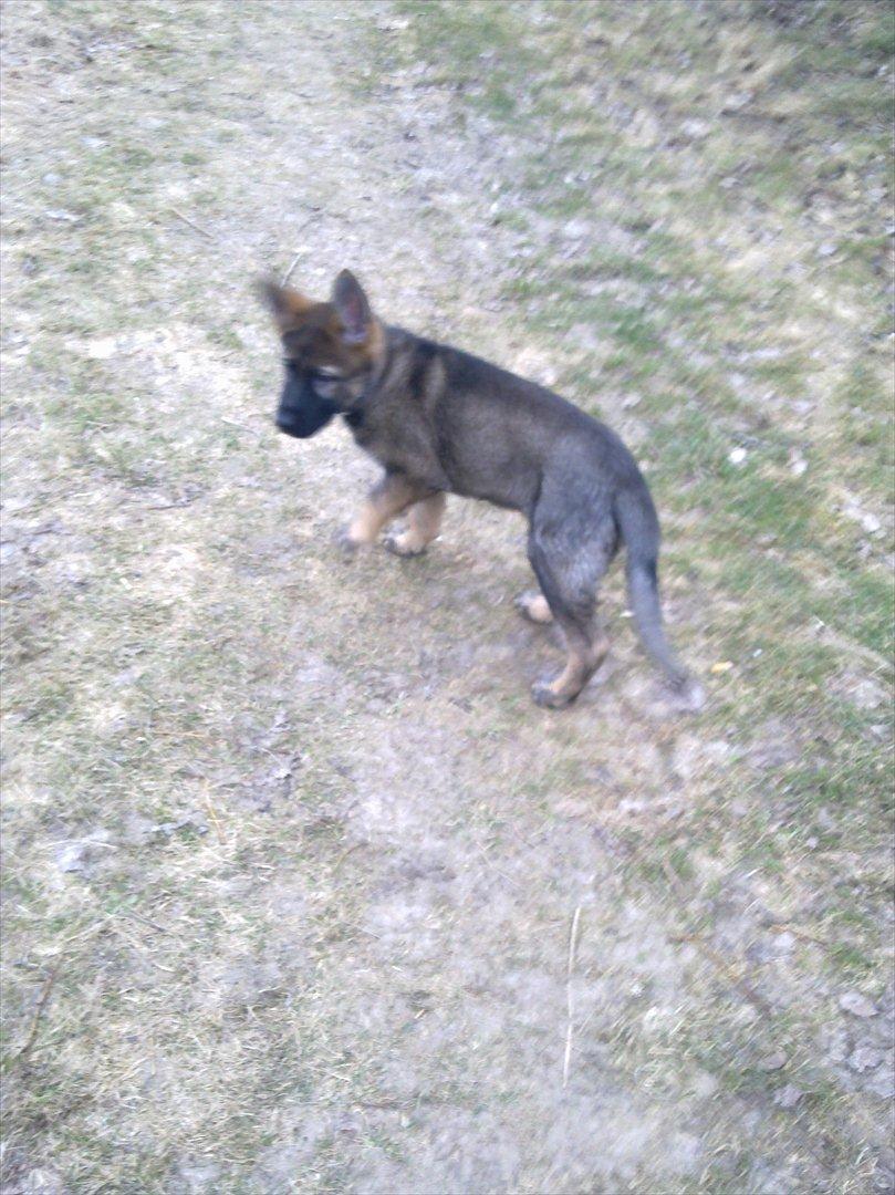 Schæferhund Freia billede 15