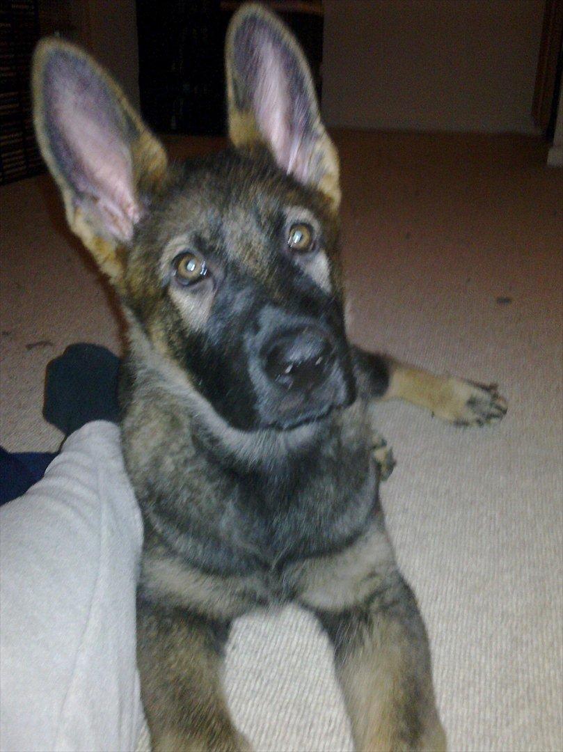 Schæferhund Freia billede 16