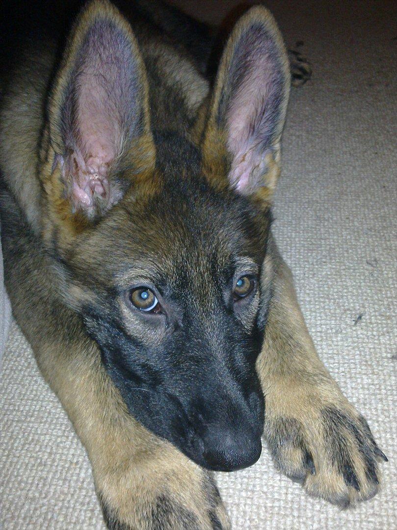 Schæferhund Freia billede 7