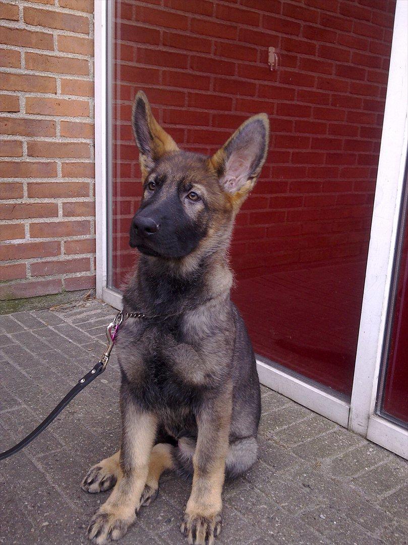 Schæferhund Freia billede 17