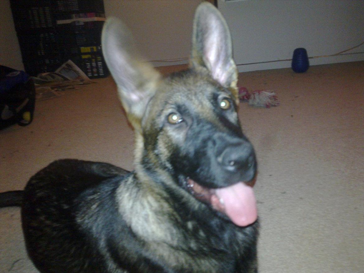 Schæferhund Freia billede 18