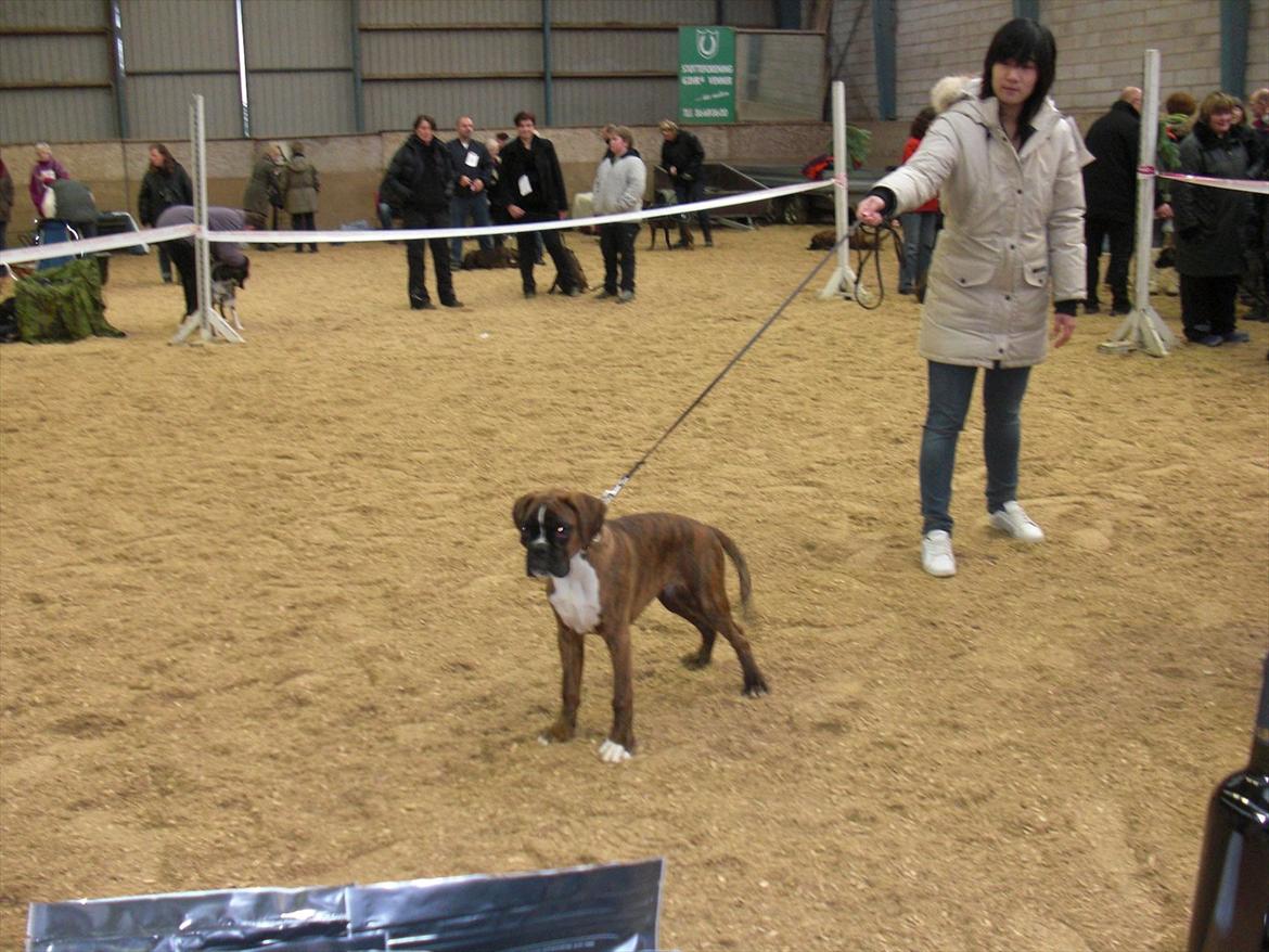 Boxer Hearts of Hope's High Roller (Levi) - 4,5 måned - første udstilling billede 15