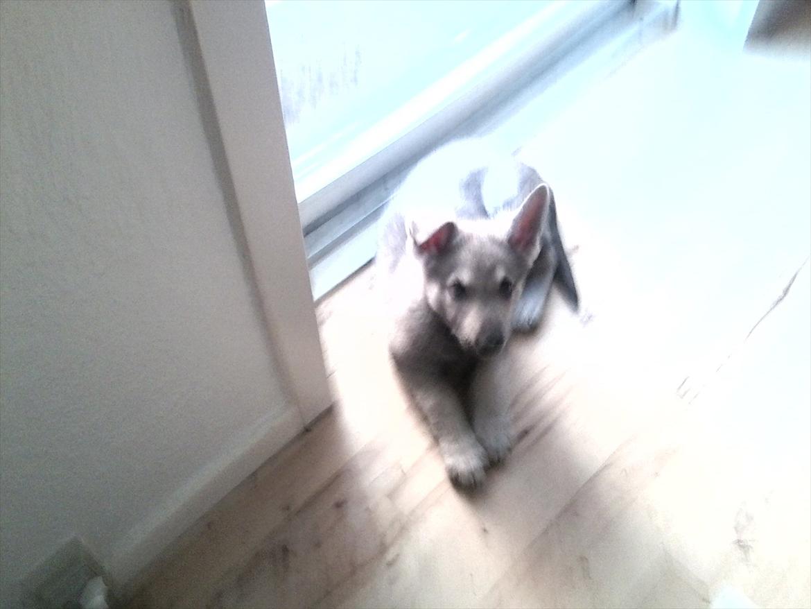 Blanding af racer Ulv - uf jeg kan ikke li kamra billede 1