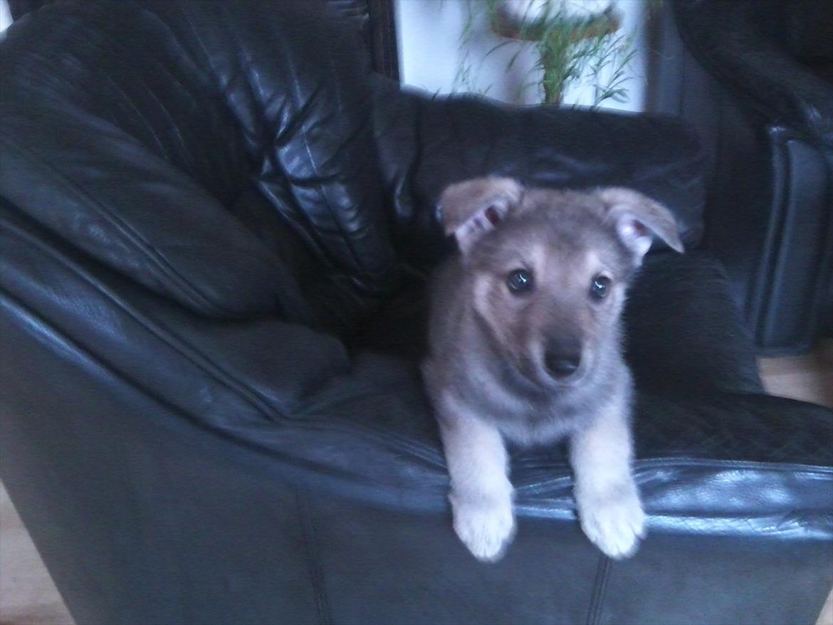 Blanding af racer Ulv - ulv da han kom hjem til os billede 2
