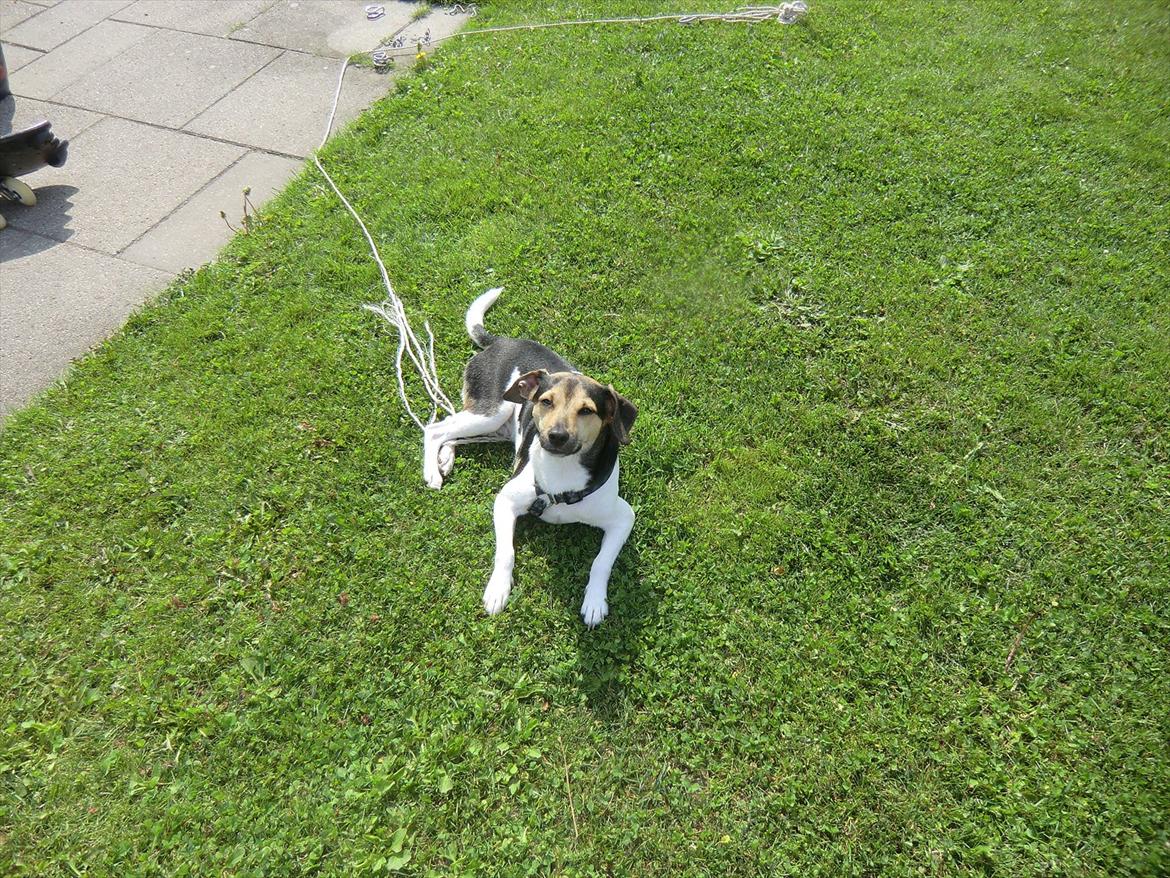 Dansk svensk gaardhund flintegården's Charlie <3 - hej og velkommen til min side :)

min ejer opdatere  nye billeder HVER dag :)


foto: helena lenskjold ( mig ) billede 1