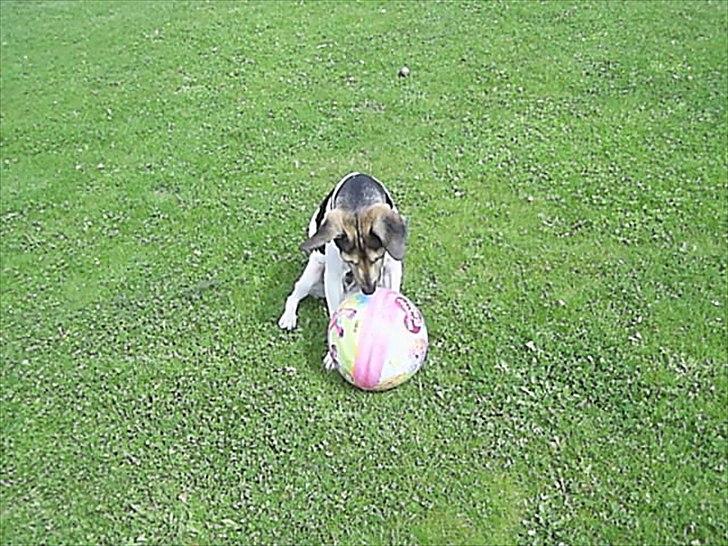 Dansk svensk gaardhund flintegården's Charlie <3 - må jeg ikke nok spille nu? :)

foto: helena lenskjold ( mig ) billede 7