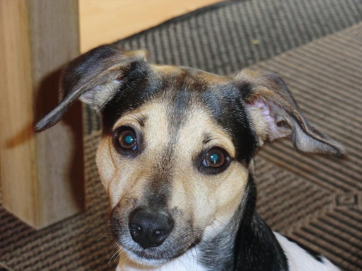 Dansk svensk gaardhund flintegården's Charlie <3 - JA jeg ved det!! jeg ER cute <3  

:) billede 8