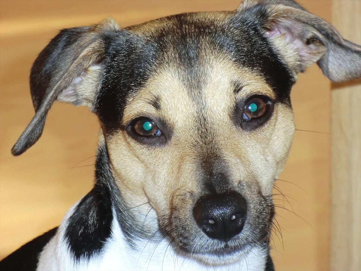 Dansk svensk gaardhund flintegården's Charlie <3 - seje,smukke,lille,stærke mig :)

foto: daniella lenskjold ( søster ) billede 9