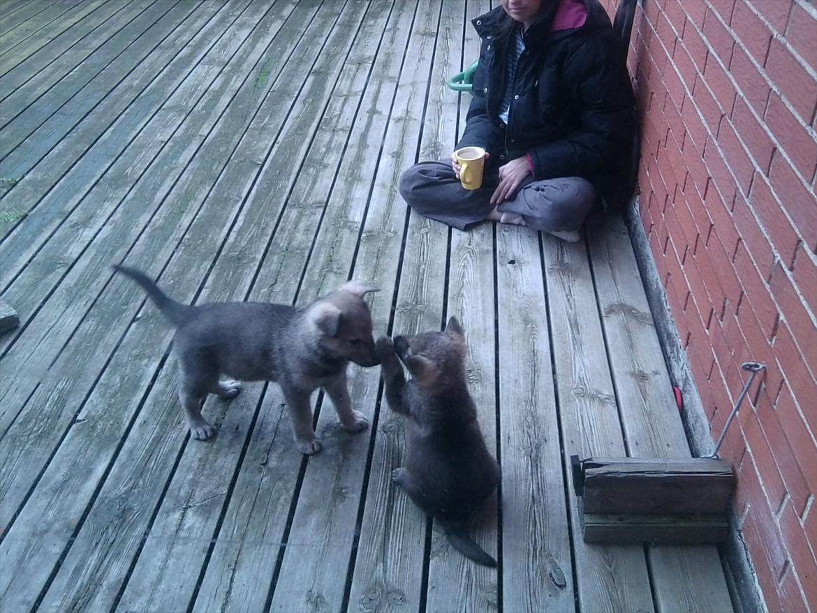 Blanding af racer Ulv - ulv og broren blek billede 3