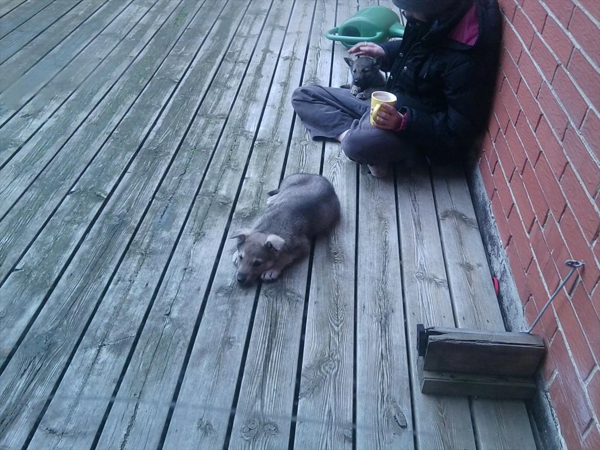 Blanding af racer Ulv - Nu er jeg tret billede 4