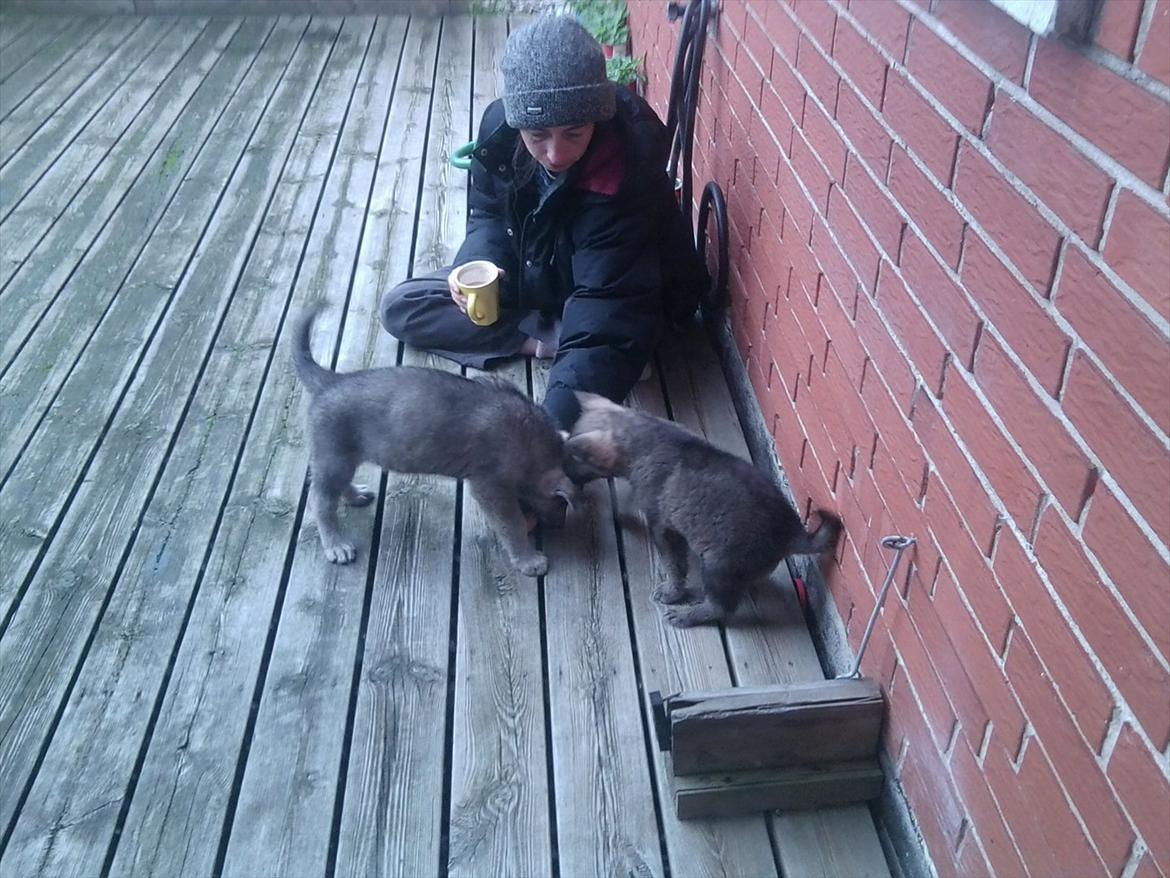 Blanding af racer Ulv - Det er nor dær nede billede 5