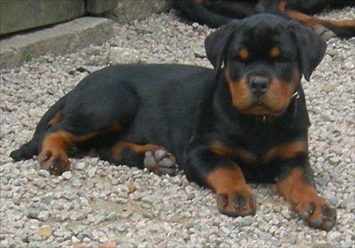 Rottweiler Lilla Aftonstjarnäs Number One (Cicco) - Cicco som lille hvalp billede 1