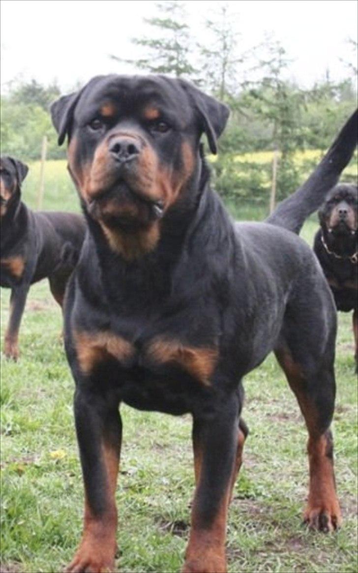 Rottweiler Lilla Aftonstjarnäs Number One (Cicco) - Smukke cicco billede 5