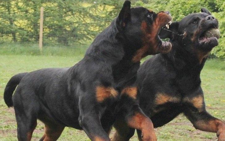 Rottweiler Lilla Aftonstjarnäs Number One (Cicco) billede 6