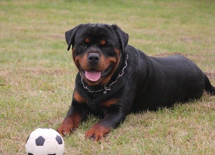 Rottweiler Lilla Aftonstjarnäs Number One (Cicco) - Bolde er en sikker vinder billede 7