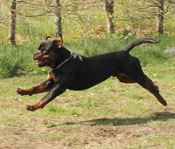 Rottweiler Lilla Aftonstjarnäs Number One (Cicco) - Lækkermås billede 8