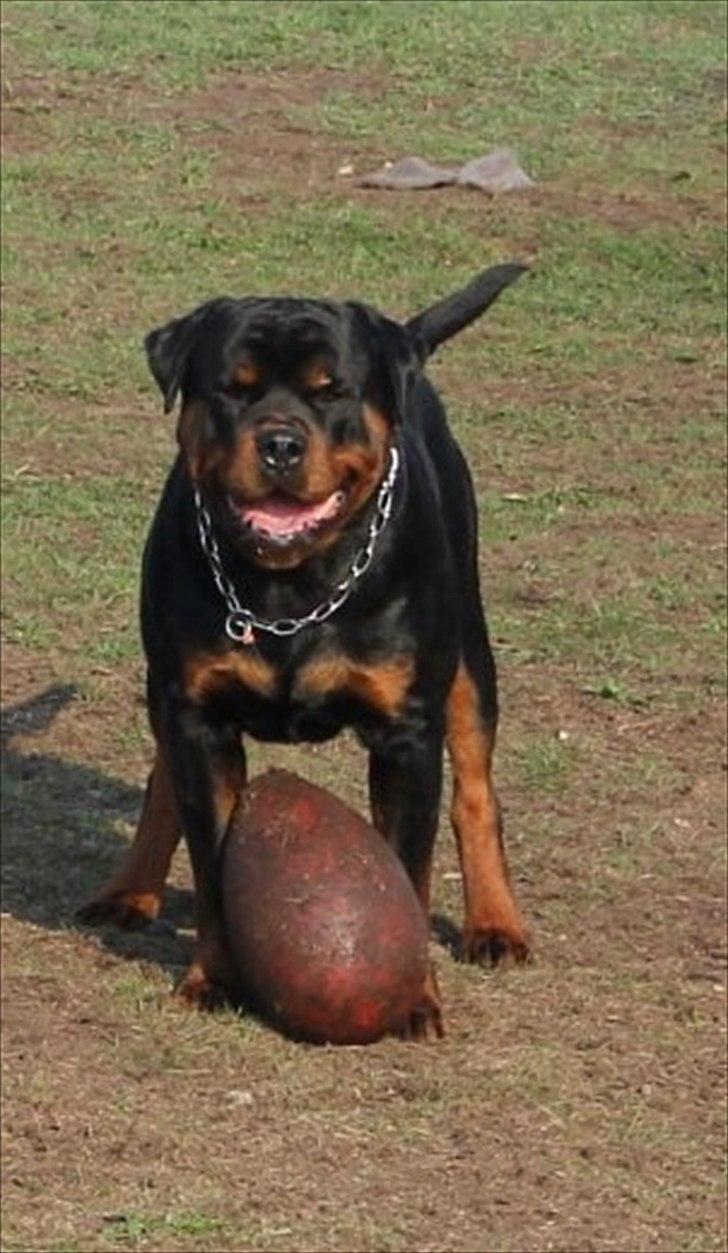 Rottweiler Lilla Aftonstjarnäs Number One (Cicco) billede 9