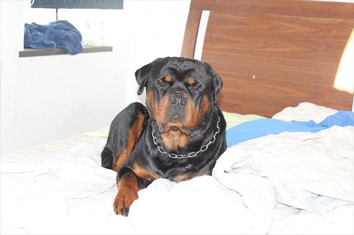 Rottweiler Lilla Aftonstjarnäs Number One (Cicco) - Cicco er nok den største hyggetrold der findes billede 10
