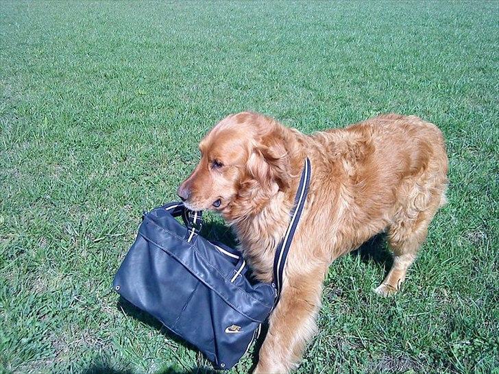 Golden retriever Basse<3<3 - nu hjælper jeg! IGEN! billede 1