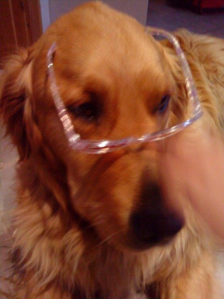 Golden retriever Basse<3<3 - jeg skal liiige læse briller på?! billede 2