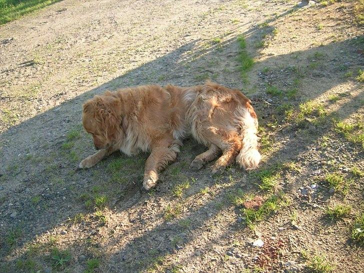 Golden retriever Basse<3<3 - EJ!! jeg er beskidt:) billede 3