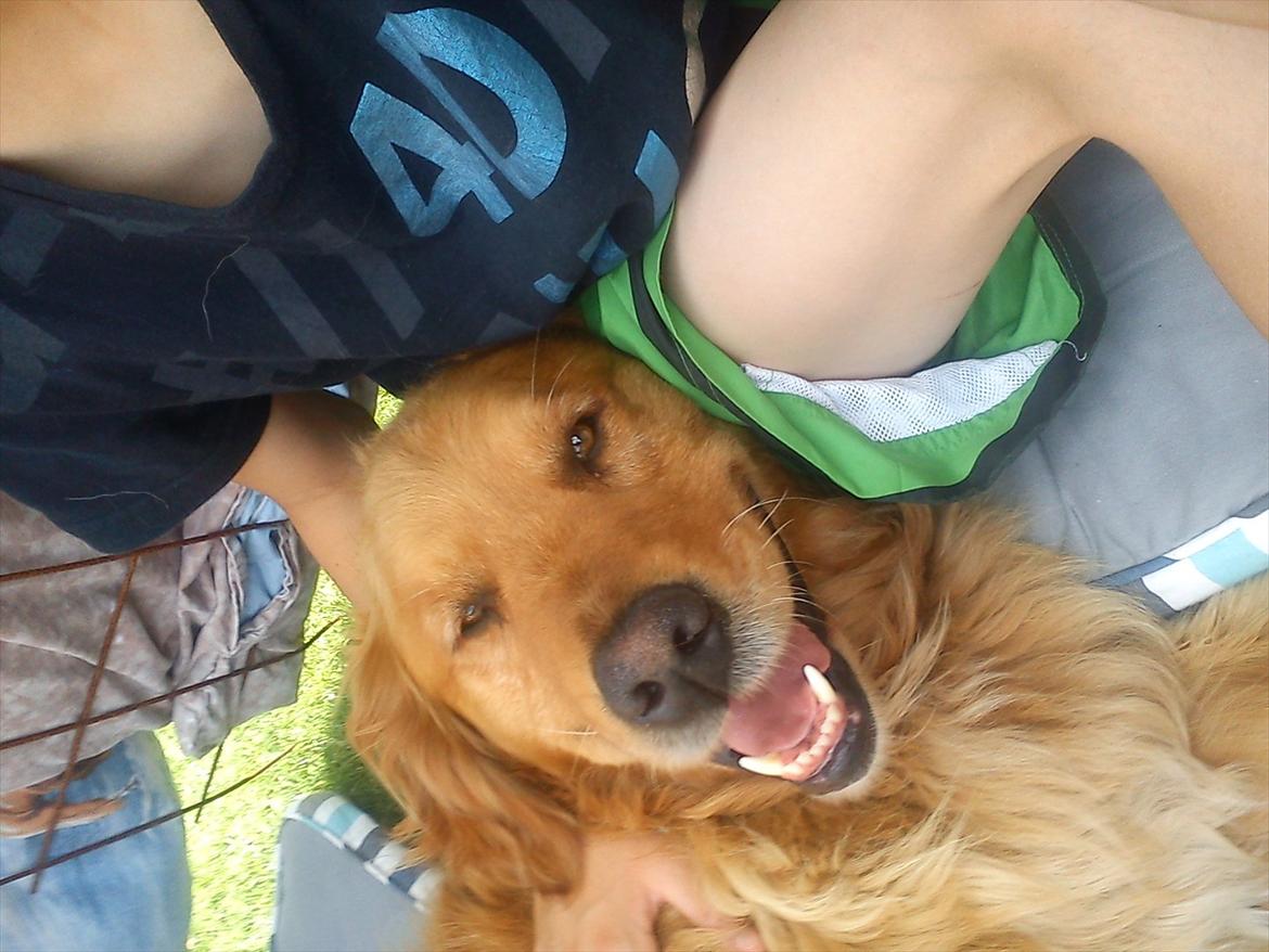 Golden retriever Basse<3<3 - Varm sommerdag!<3
 billede 4