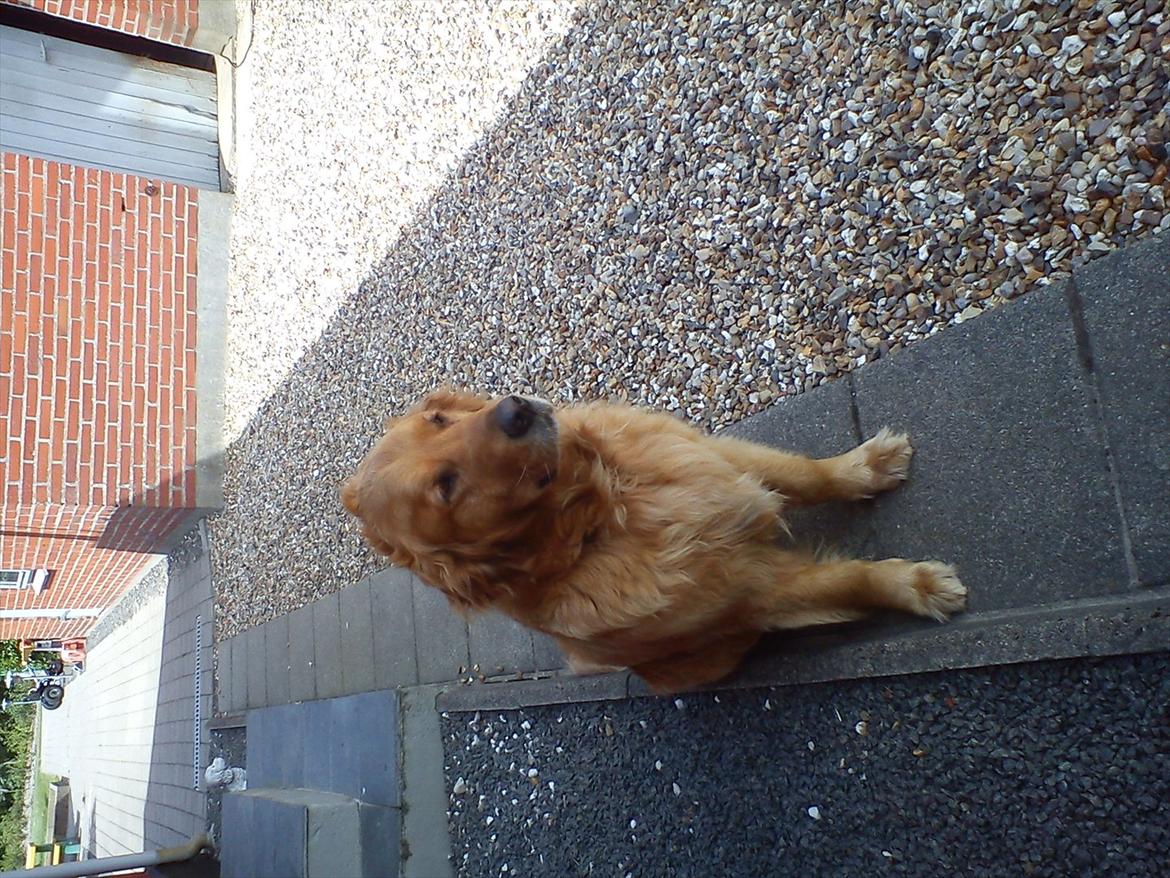 Golden retriever Basse<3<3 - DEJLIG SOMMER BRISE!<3<3 billede 5