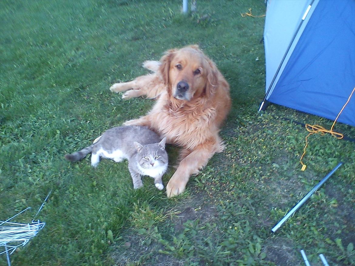 Golden retriever Basse<3<3 - Tager lige en slapper:)
med min bedste ven:) billede 6