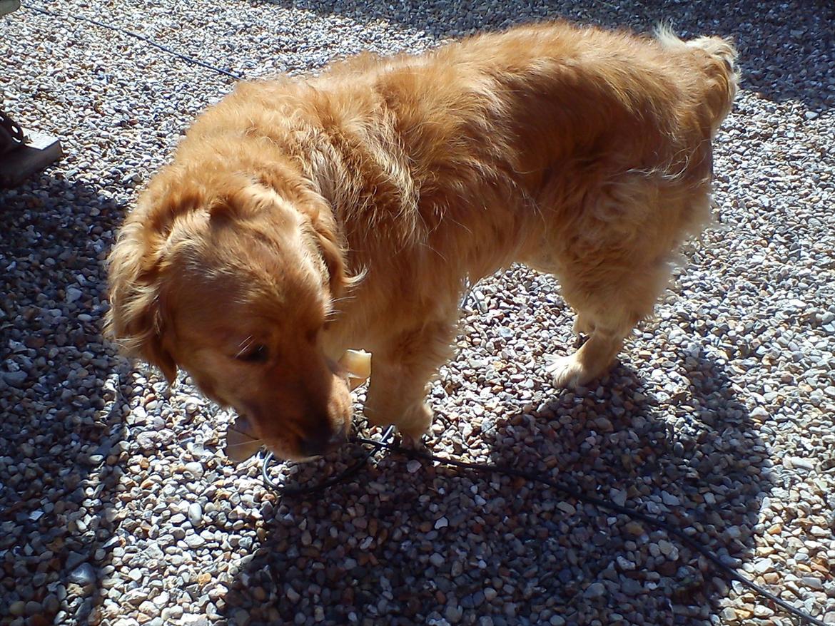 Golden retriever Basse<3<3 - mmm... lækker kødben!<3 billede 7
