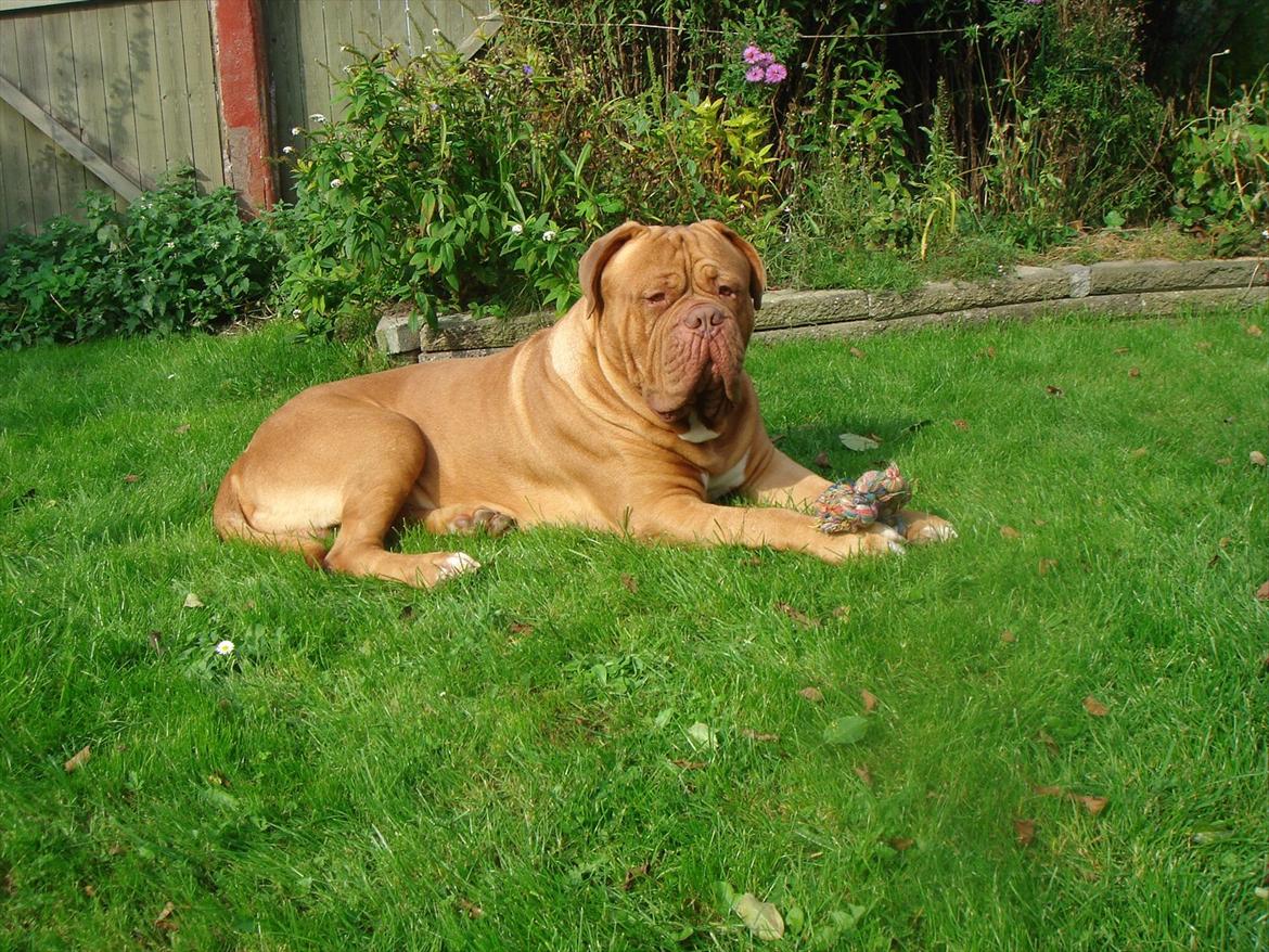 Dogue de bordeaux Ubu De El Siscar billede 2