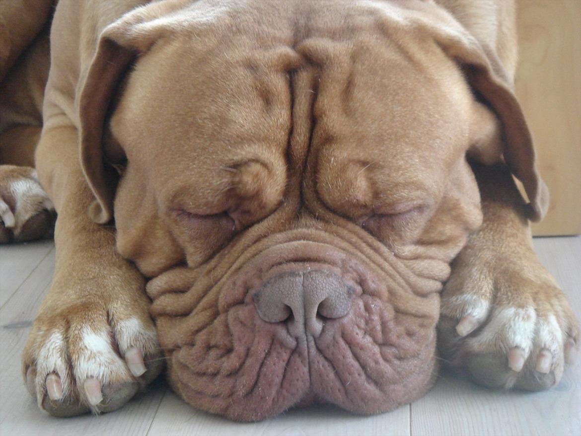 Dogue de bordeaux Ubu De El Siscar billede 9