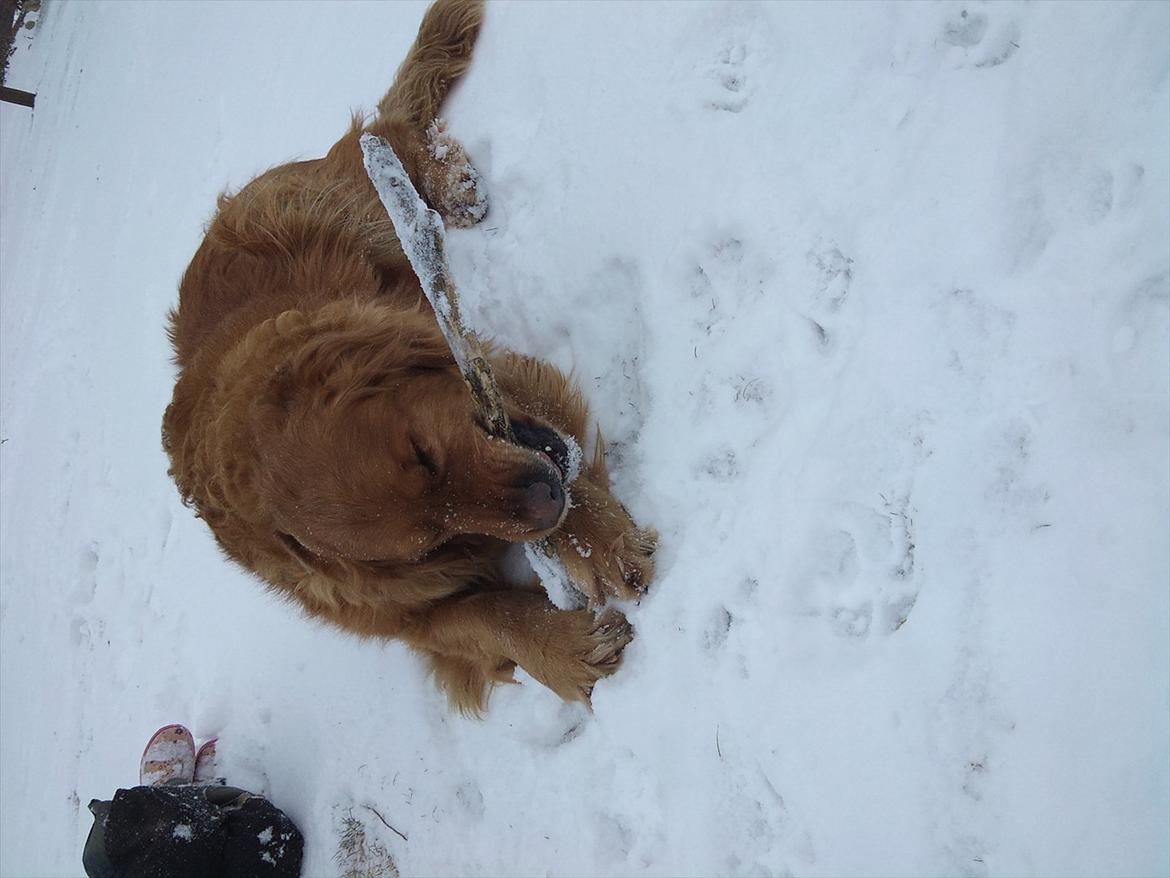 Golden retriever Basse<3<3 - pind og vinter:)
så køre det bare! billede 8
