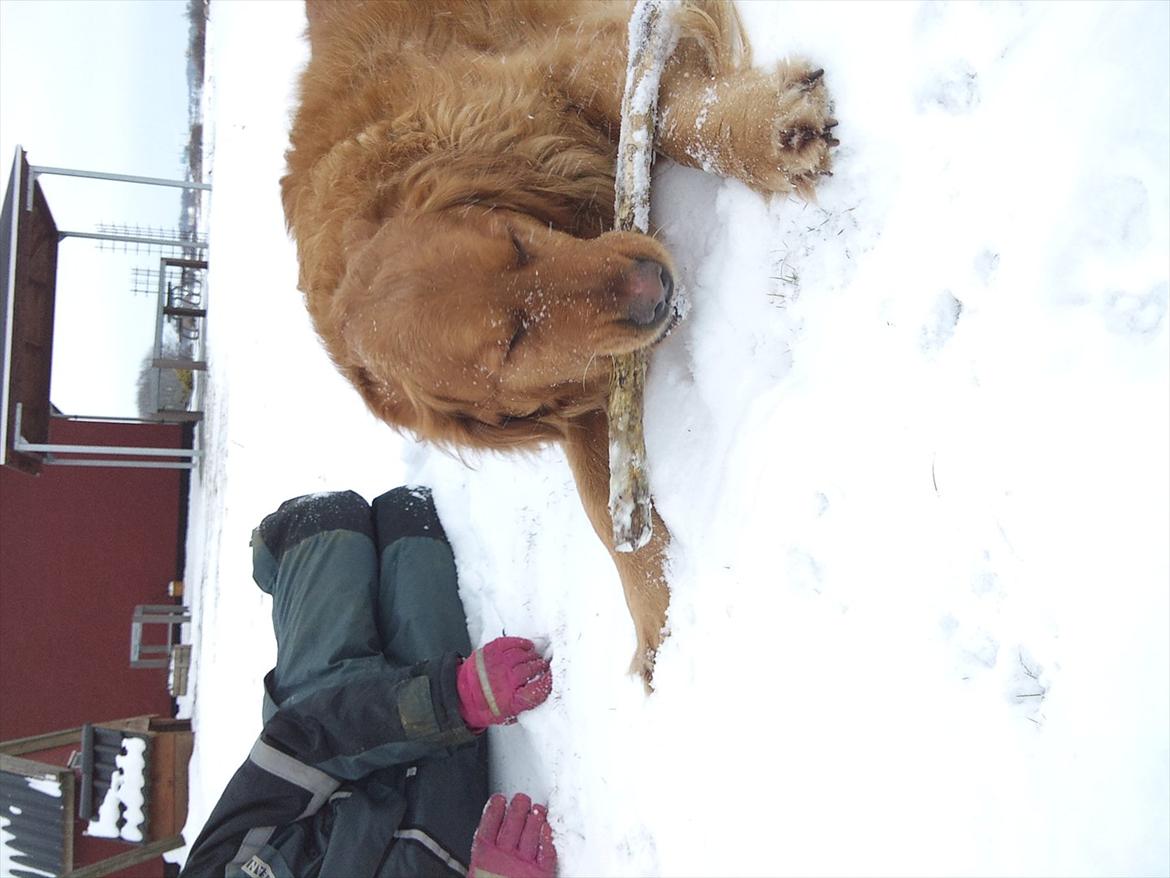 Golden retriever Basse<3<3 - det er MIN pind!! billede 9