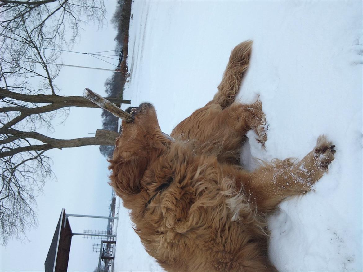 Golden retriever Basse<3<3 - hov hov... ikke smutte! billede 10