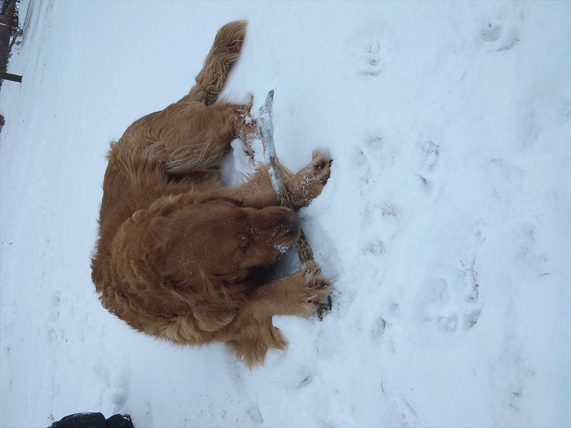 Golden retriever Basse<3<3 - gnave ganve!<3 billede 11