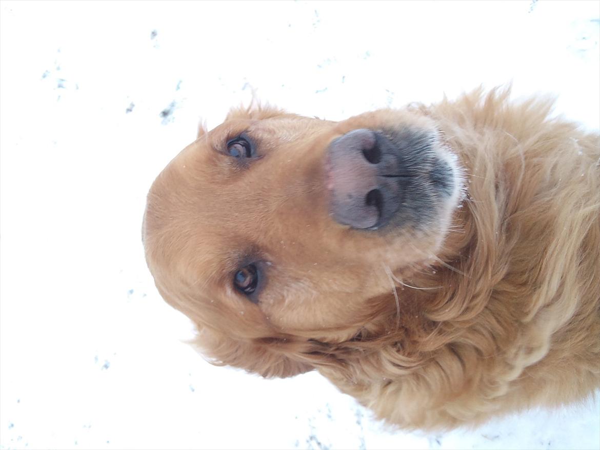 Golden retriever Basse<3<3 - helt uskyldig:P billede 12