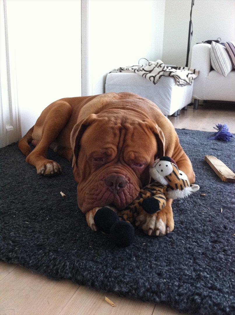 Dogue de bordeaux Ubu De El Siscar billede 7