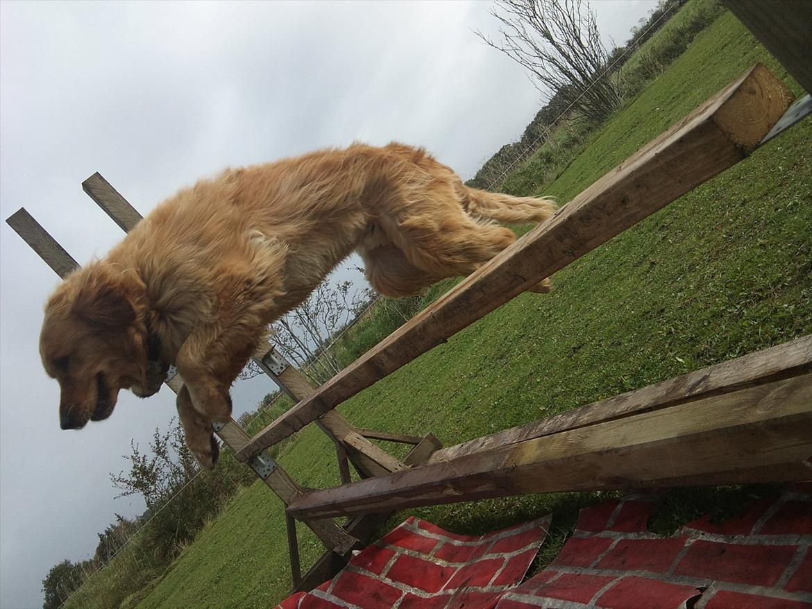 Golden retriever Basse<3<3 - SPRING!<3 billede 13