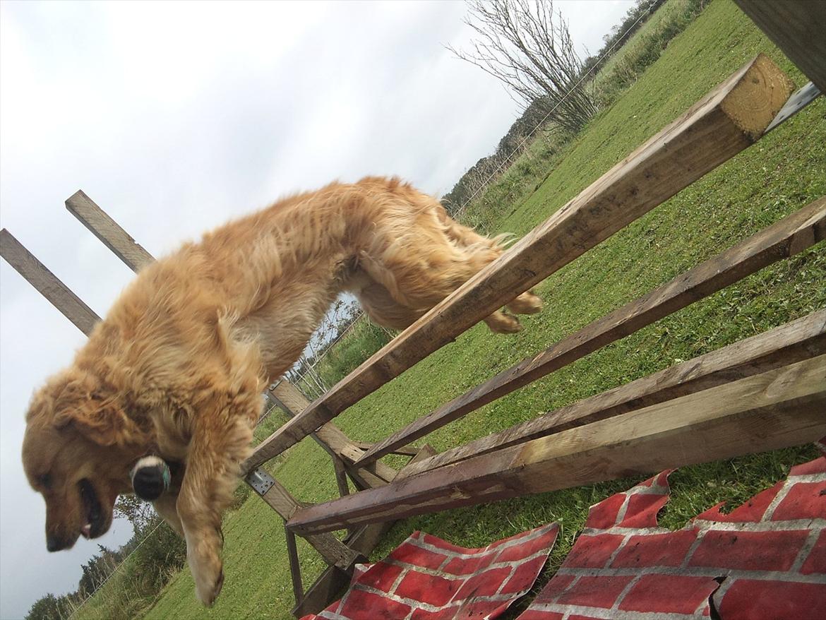 Golden retriever Basse<3<3 - SMUKKE DRENG!<3 billede 14