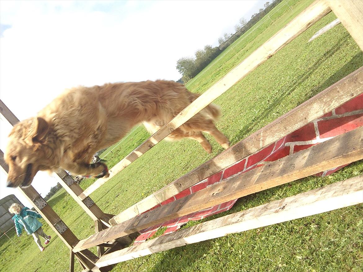 Golden retriever Basse<3<3 - se lige mig!<3
er jeg ikke smuk!? billede 15