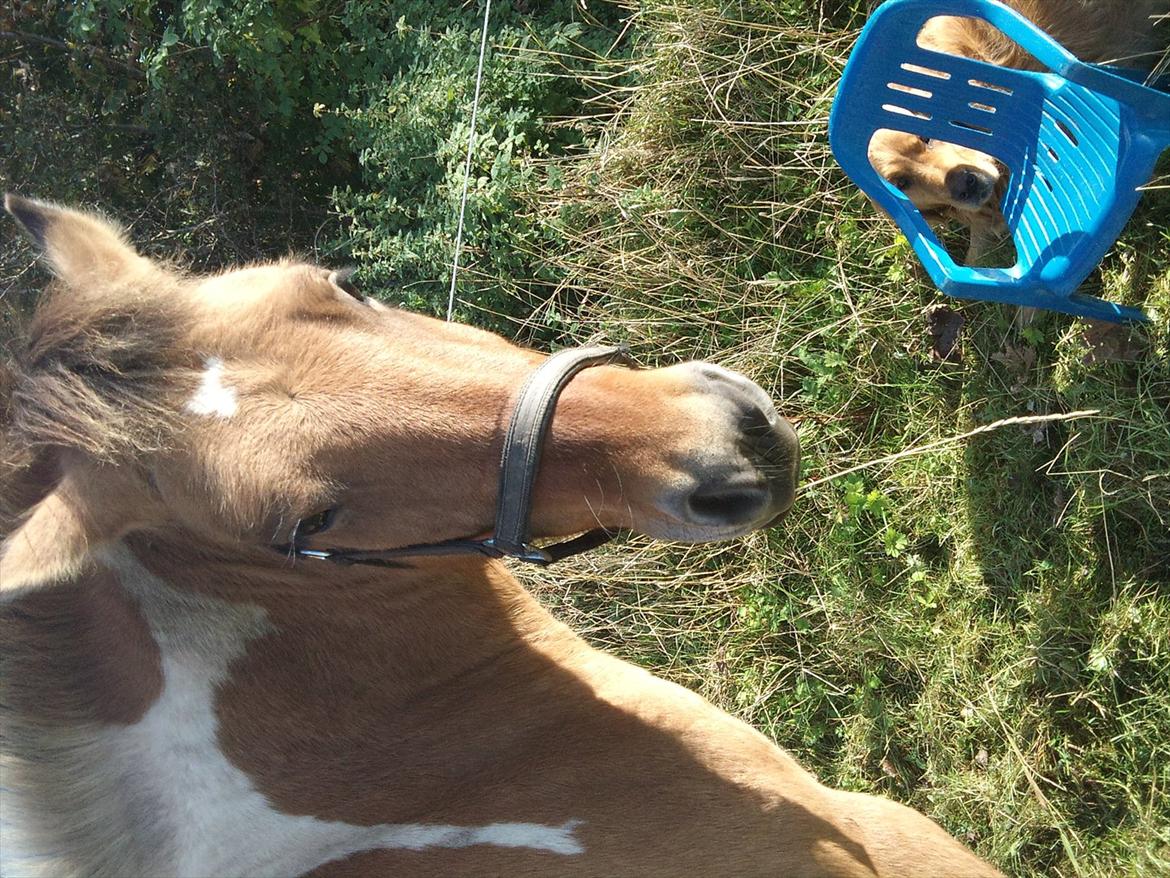 Golden retriever Basse<3<3 - jeg gemmer mig lige for den STORE hest:P billede 16