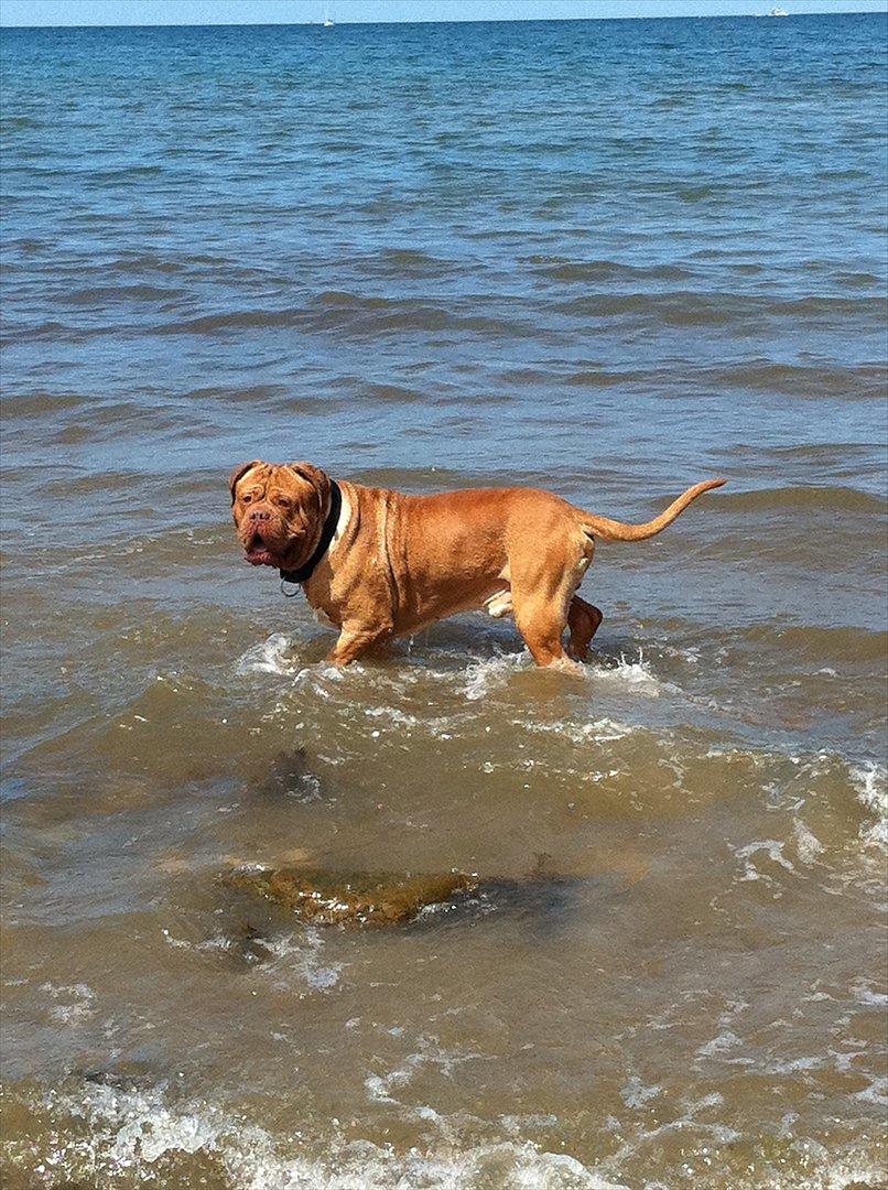 Dogue de bordeaux Ubu De El Siscar billede 5