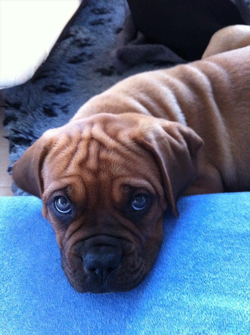 Dogue de bordeaux Shadow of Oak Edina aka Ina - 9 uger
og et dejligt syn at vågne op til om morgenen billede 3