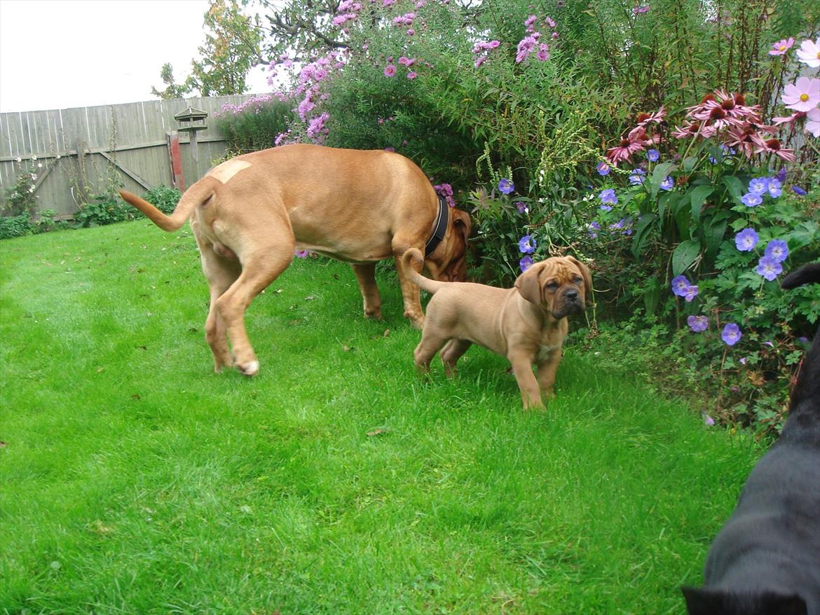 Dogue de bordeaux Shadow of Oak Edina aka Ina - 10 uger
Ina, Ubu -og ryggen af katten Frida billede 4