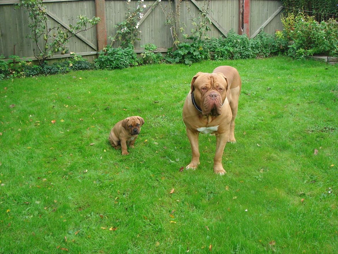 Dogue de bordeaux Shadow of Oak Edina aka Ina - 10 uger, Ina & Ubus billede 5